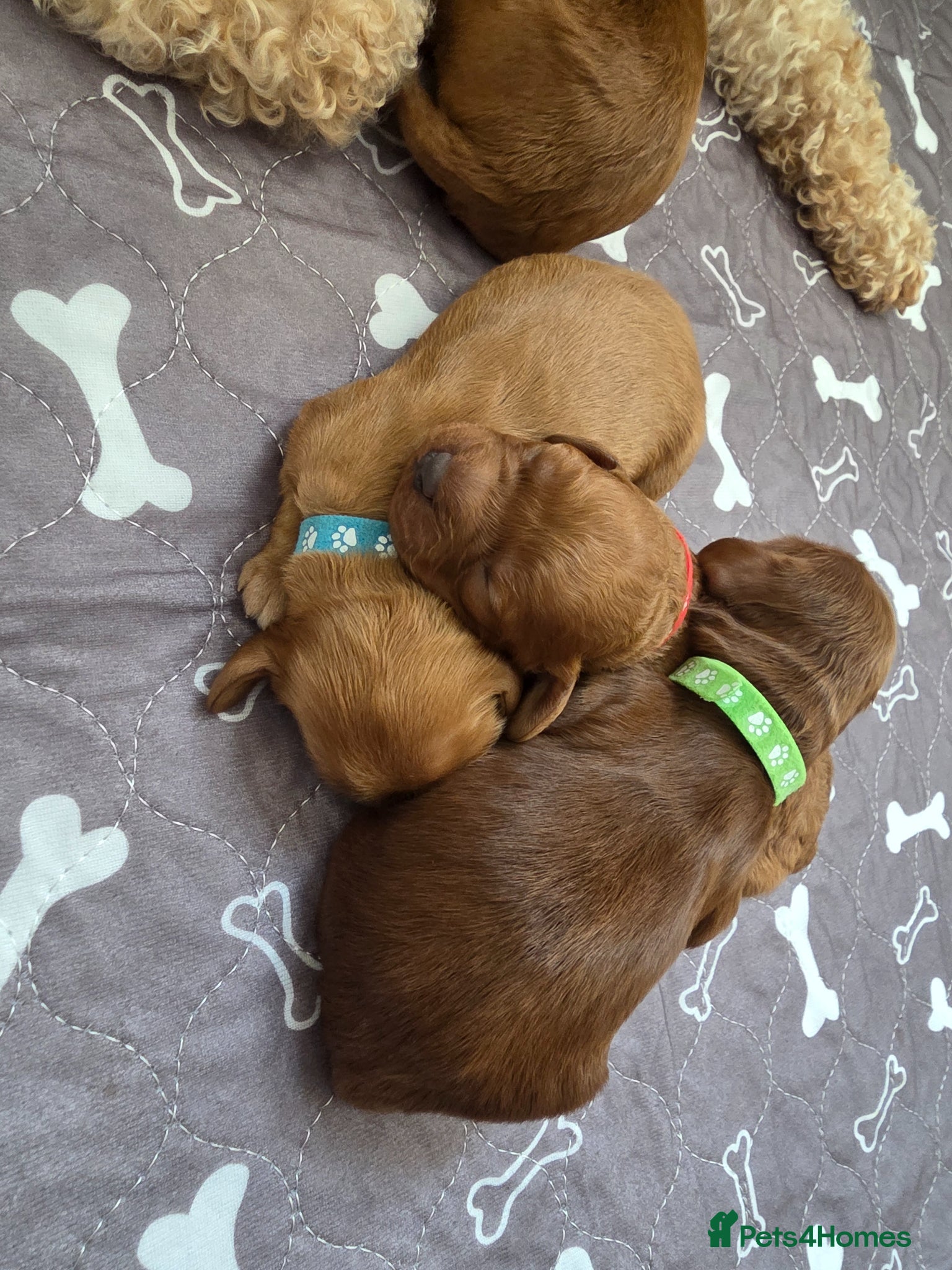 Cockapoo dogs for sale: Cockapoo puppies in Dereham - Advert 3