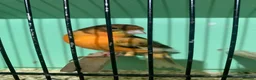 Canaries birds for sale: Male Canaries - Advert 1