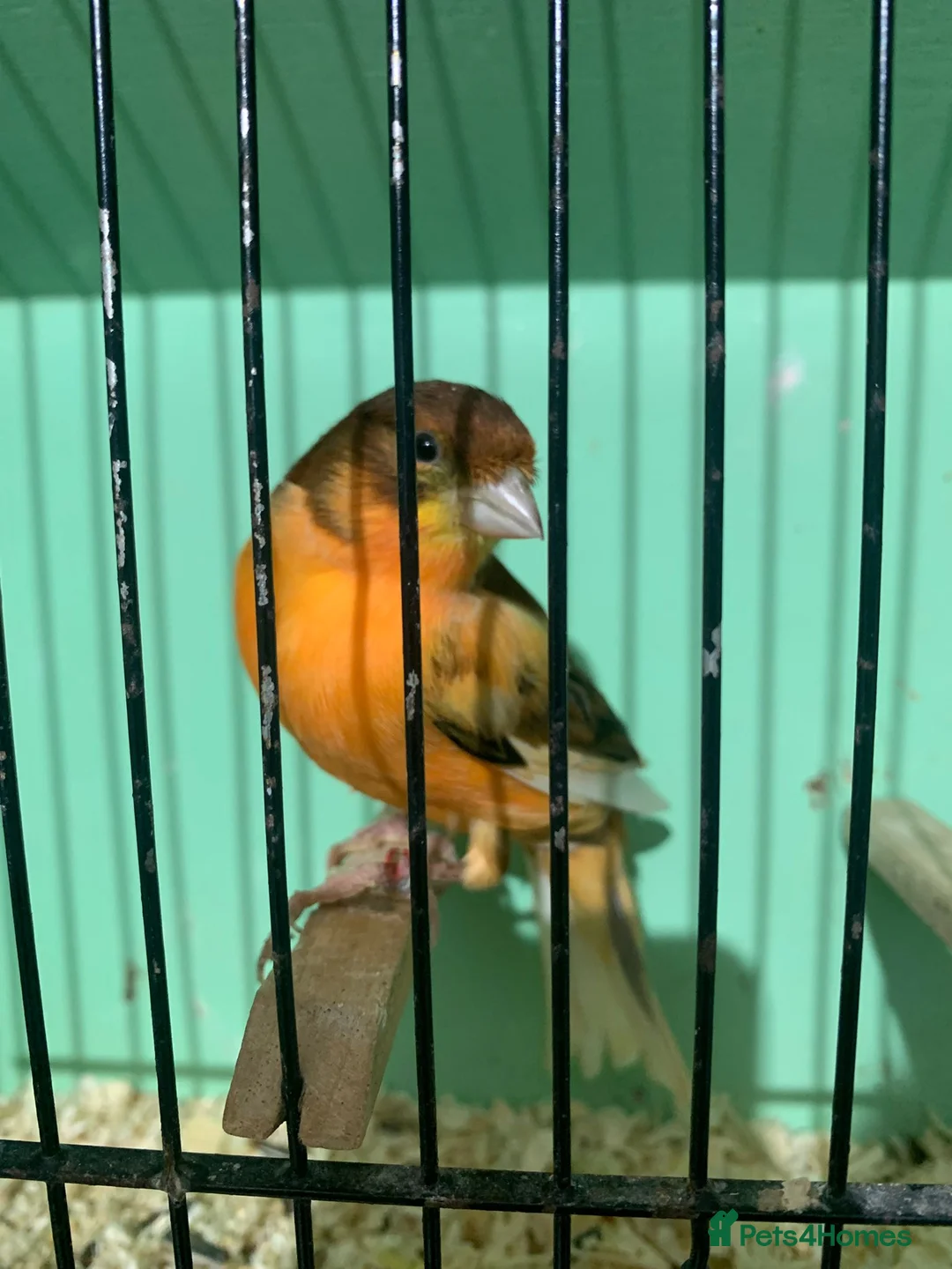 Canaries birds for sale: Male Canaries - Advert 1