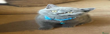 British Shorthair 2