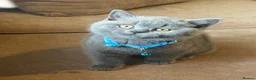 British Shorthair cats for sale: Stunning Full pedigree BSH KITTENS ( GCCF REG )  - Advert 34