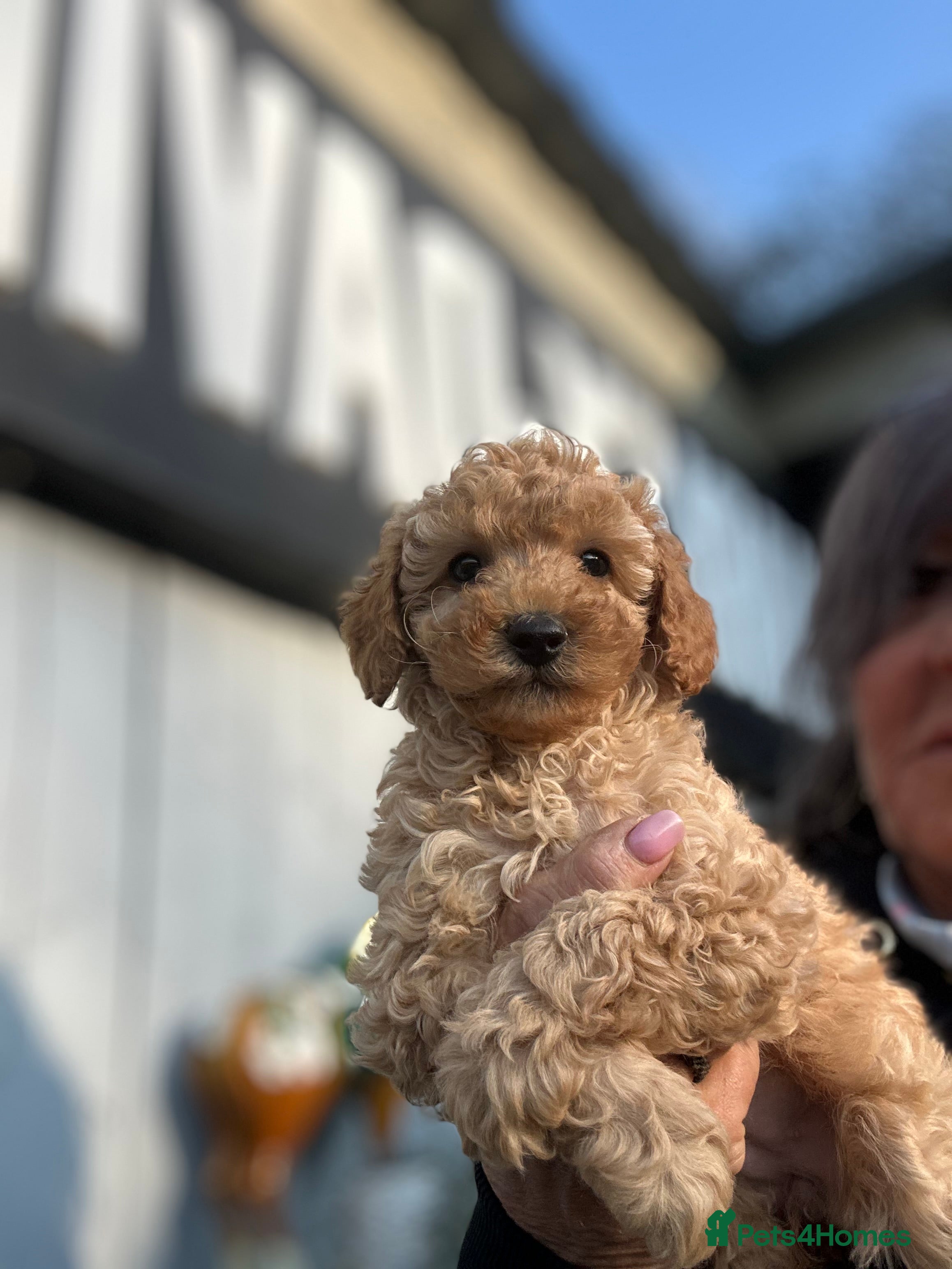 Maltipoo dogs Maltipoo f1 ready to leave soon  - Advert 5