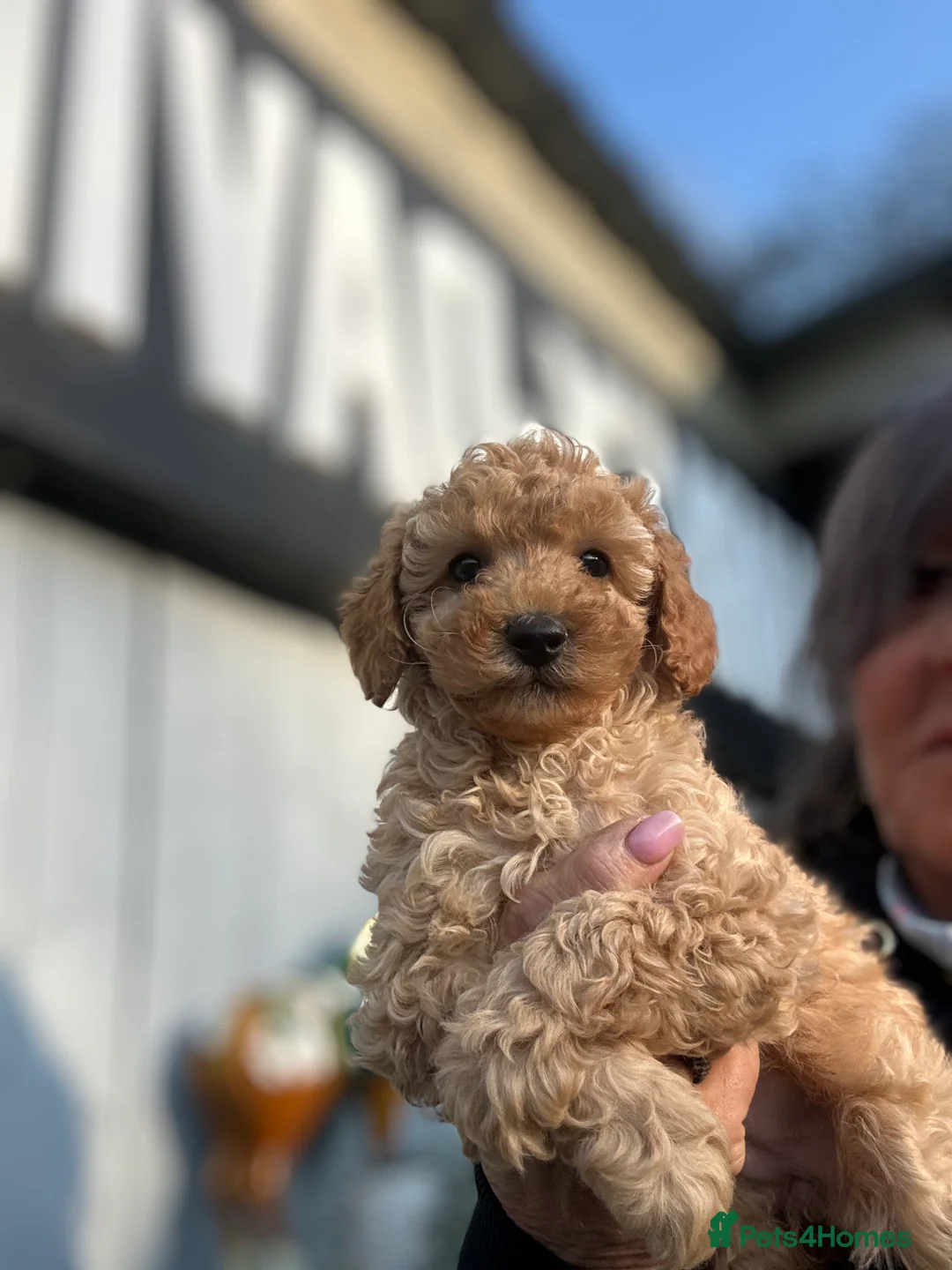 Maltipoo dogs for sale: Maltipoo f1 ready to leave soon  - Advert 1