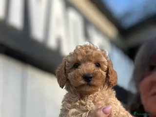 Maltipoo dogs Maltipoo f1 ready to leave soon - Advert 5