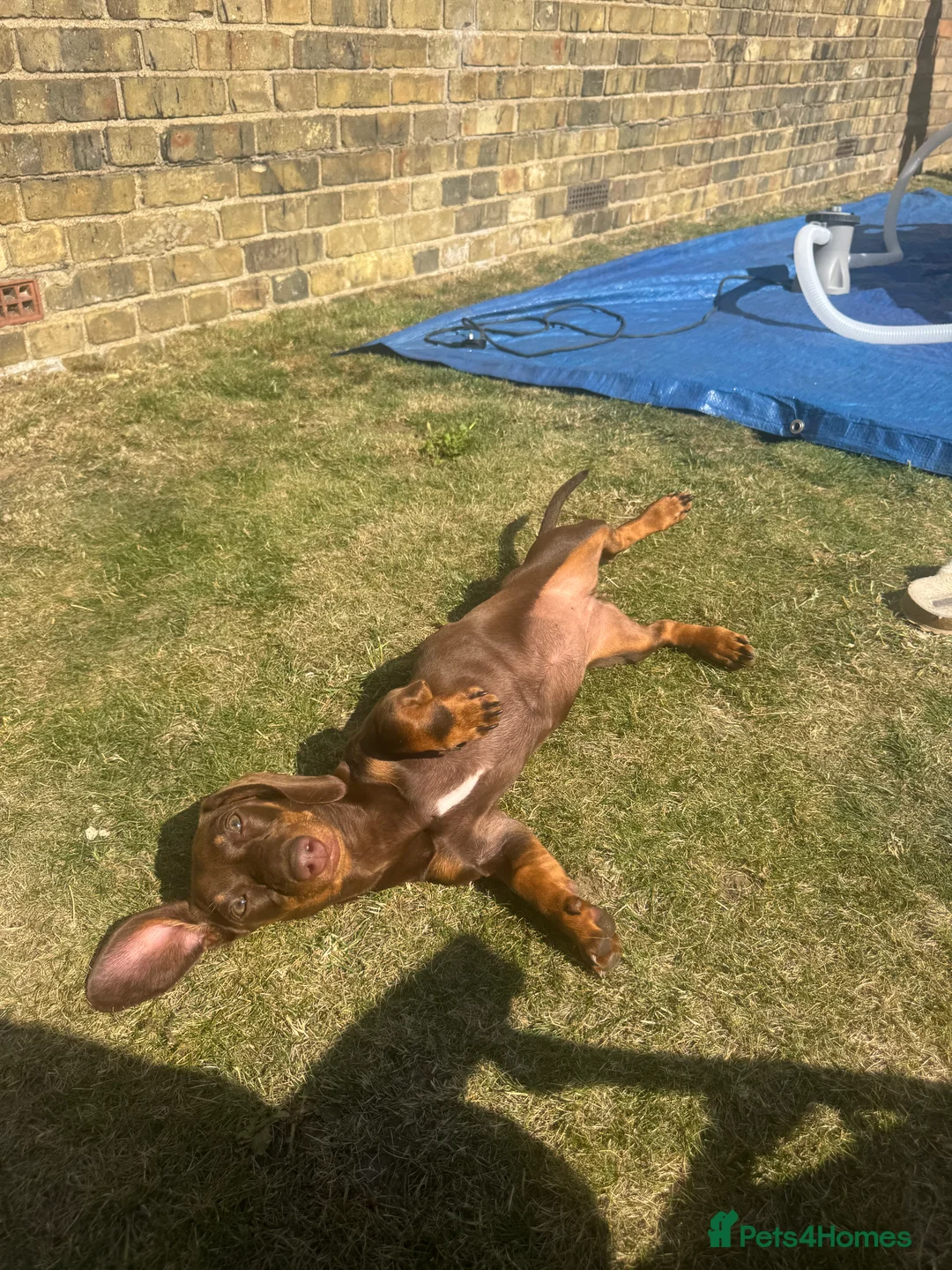 Dachshund dogs for sale: Mabel the Dachshund 🐶 REHOME FOR FREE  - Advert 12