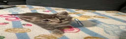 Mixed Breed cats for sale: Beautiful kittens🐱 - Advert 4