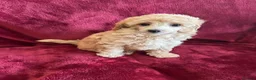 Toy Poodle dogs for sale: 🐩 extensively health tested Kc Toy poodle Puppies - Advert 3