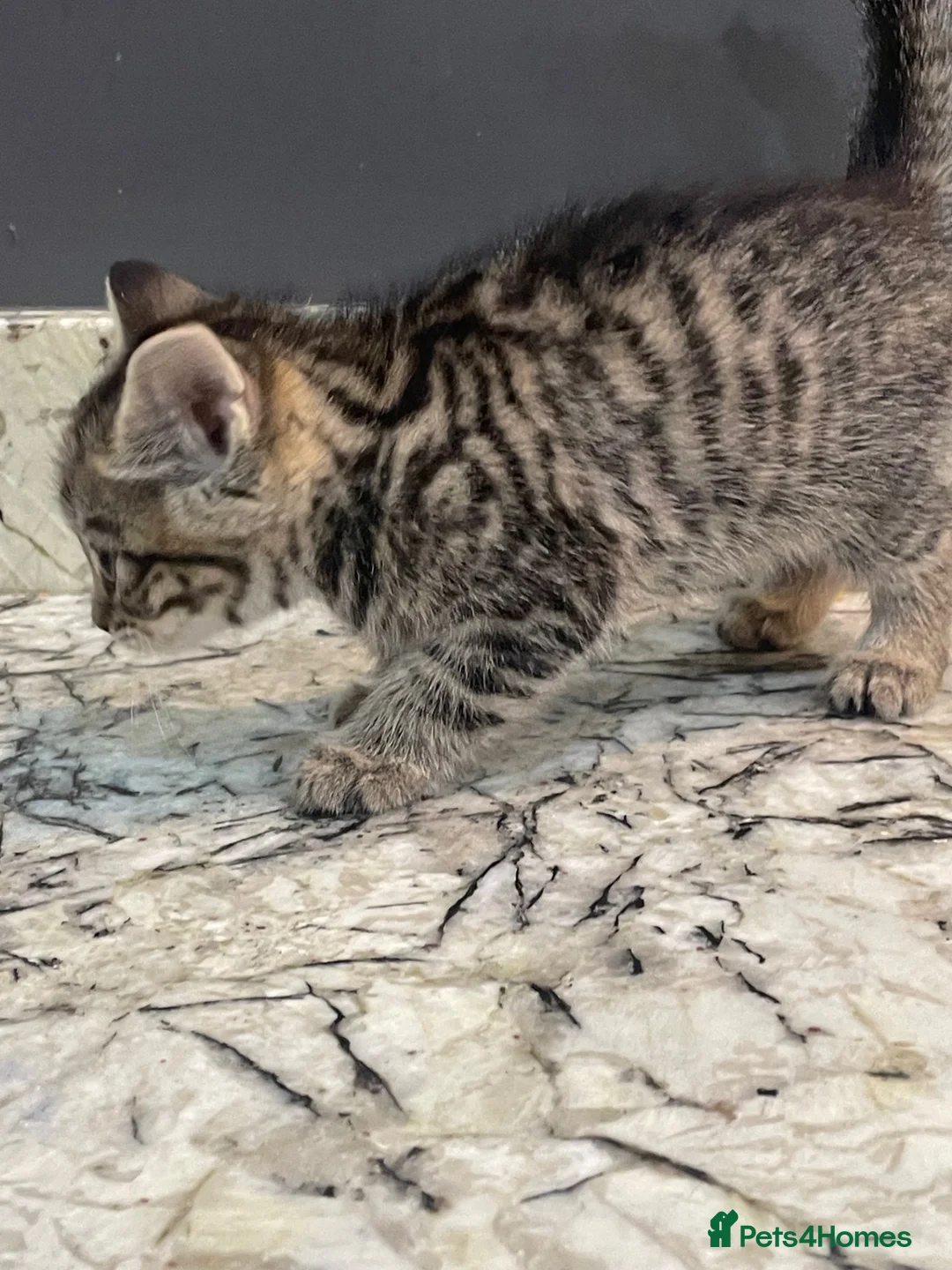 Mixed Breed cats for sale: 3 Gorgous Kittens! - Advert 7