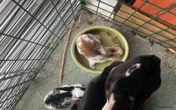 Rex rabbits for sale: Friendly velvety rex rabbits for sale - Image 14