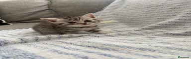 British Shorthair 3