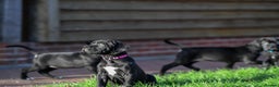 Cane Corso dogs for sale: Cane Corso pups  - Advert 20