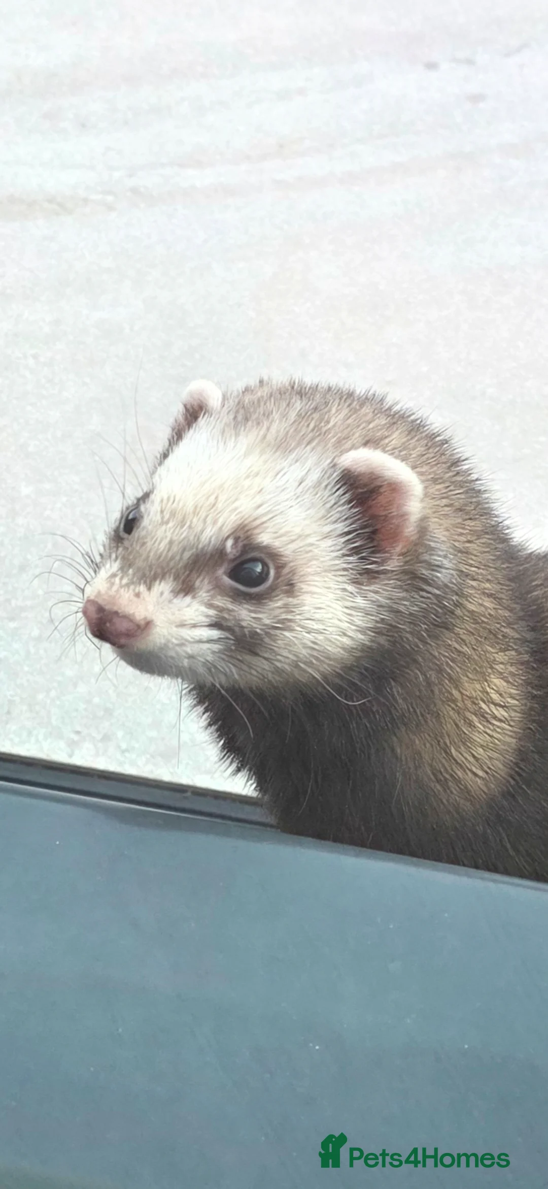 Ferret rodents for sale: Two working line Jill Ferrets need rehoming - Advert 1