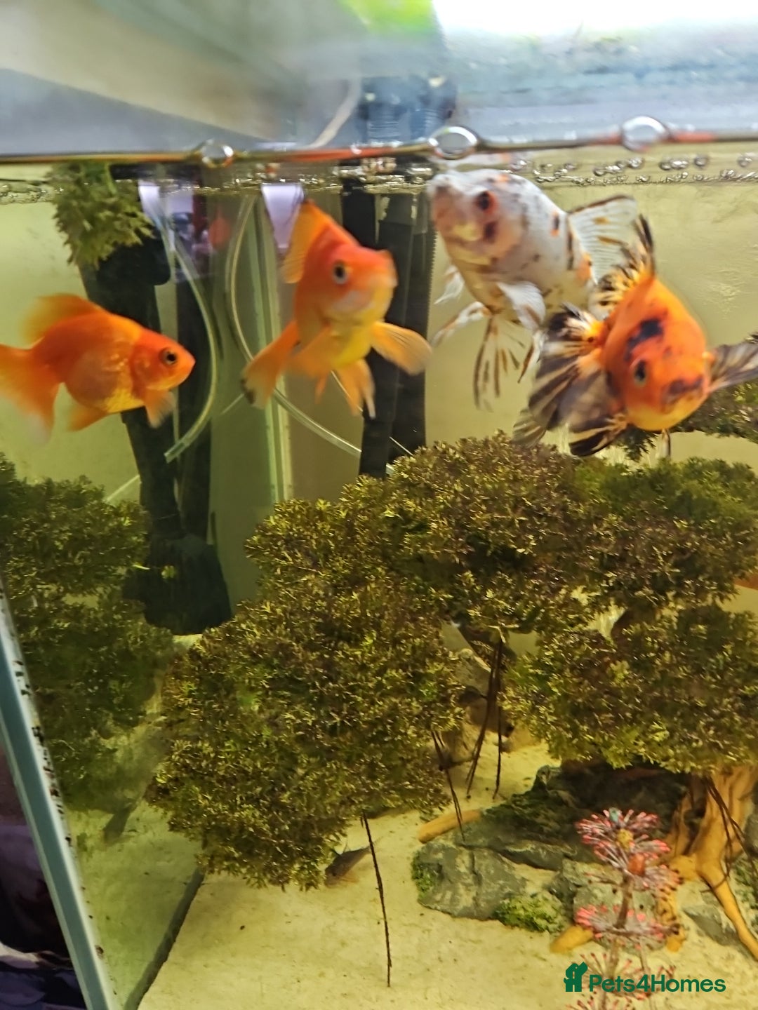 Fancy Goldfish fish Selection of temperate fish - Advert 1