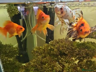 Fancy Goldfish fish Selection of temperate fish - Advert 1