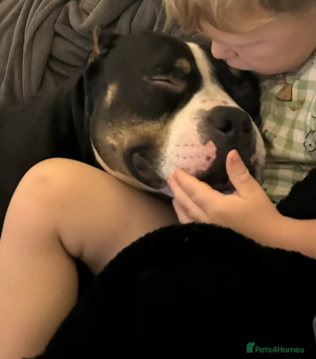 Mixed Breed dogs for sale: 4 year old microbully - Advert 7