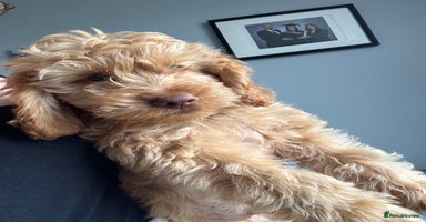 Cockapoo dogs - Advert 10