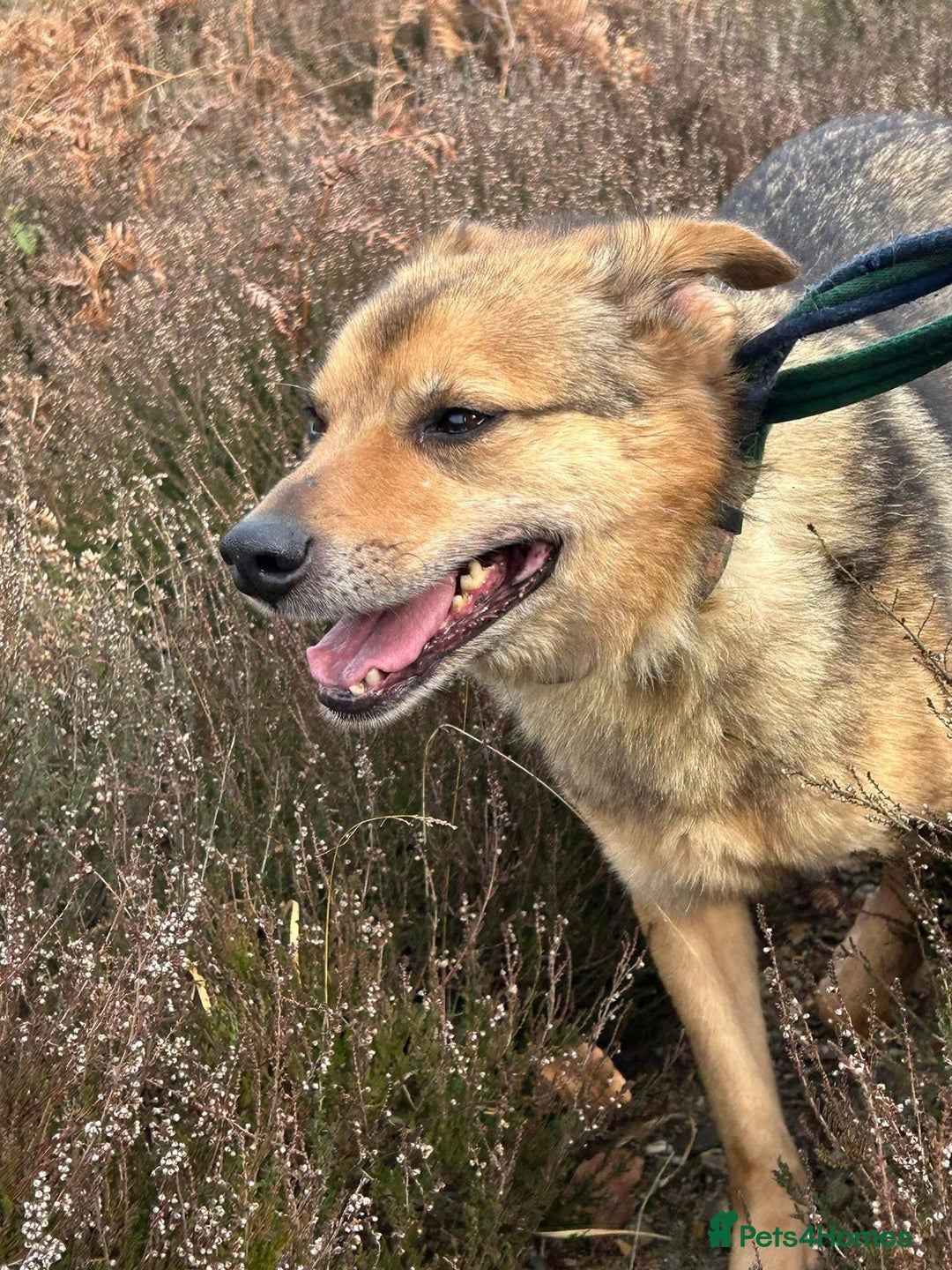 Mixed Breed dogs for adoption: Einstein - Norwich Norfolk  in Norwich - Image 7