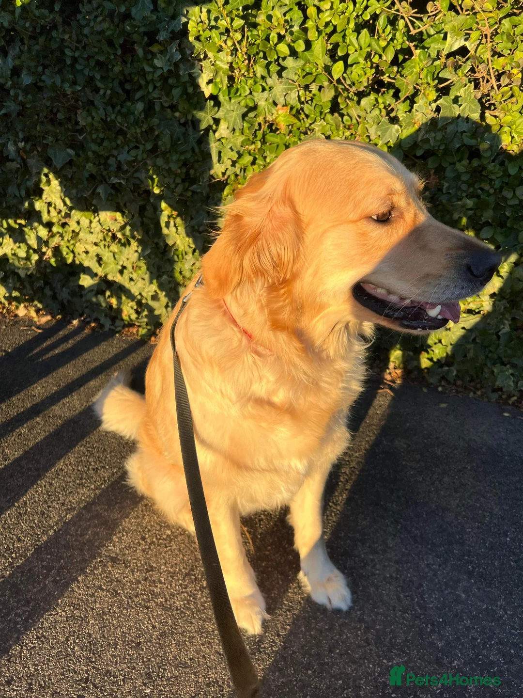 Golden Retriever dogs for sale: DARK GOLDEN RETRIEVER KC REG PEDIGREE 🐶  - Advert 4