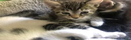 Mixed Breed cats for sale: 4 beautiful kittens, ready today, amazing mix  - Advert 20