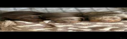 Miniature Dachshund dogs for sale: Quality miniature dachshunds - Advert 2