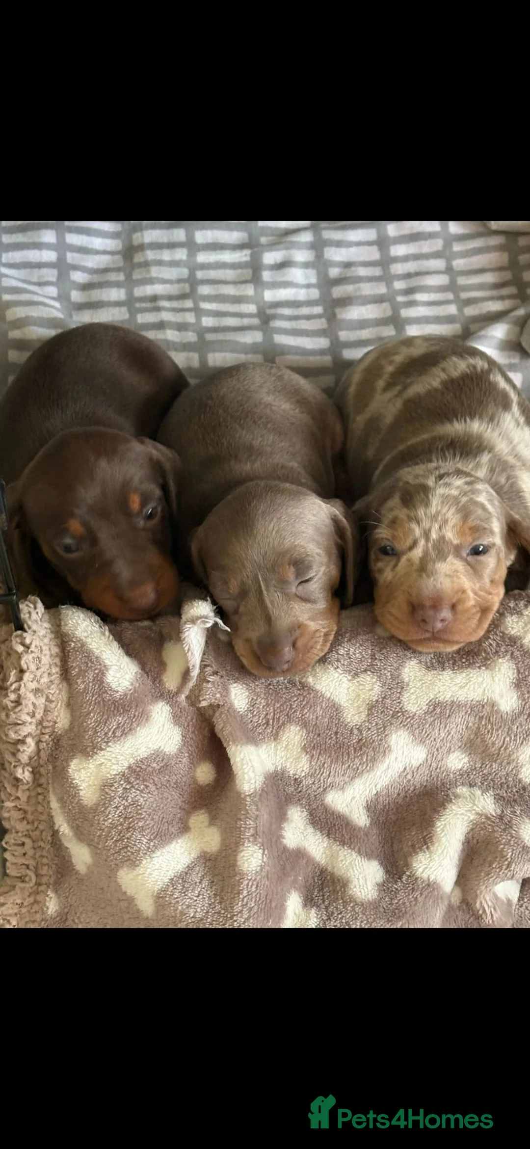 Miniature Dachshund dogs for sale: Quality miniature dachshunds - Advert 2