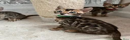 Bengal cats for sale: TICA Registered Bengal Kittens - Advert 28