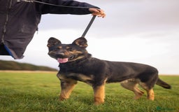 German Shepherd dogs for sale: health tested import female  - Image 1