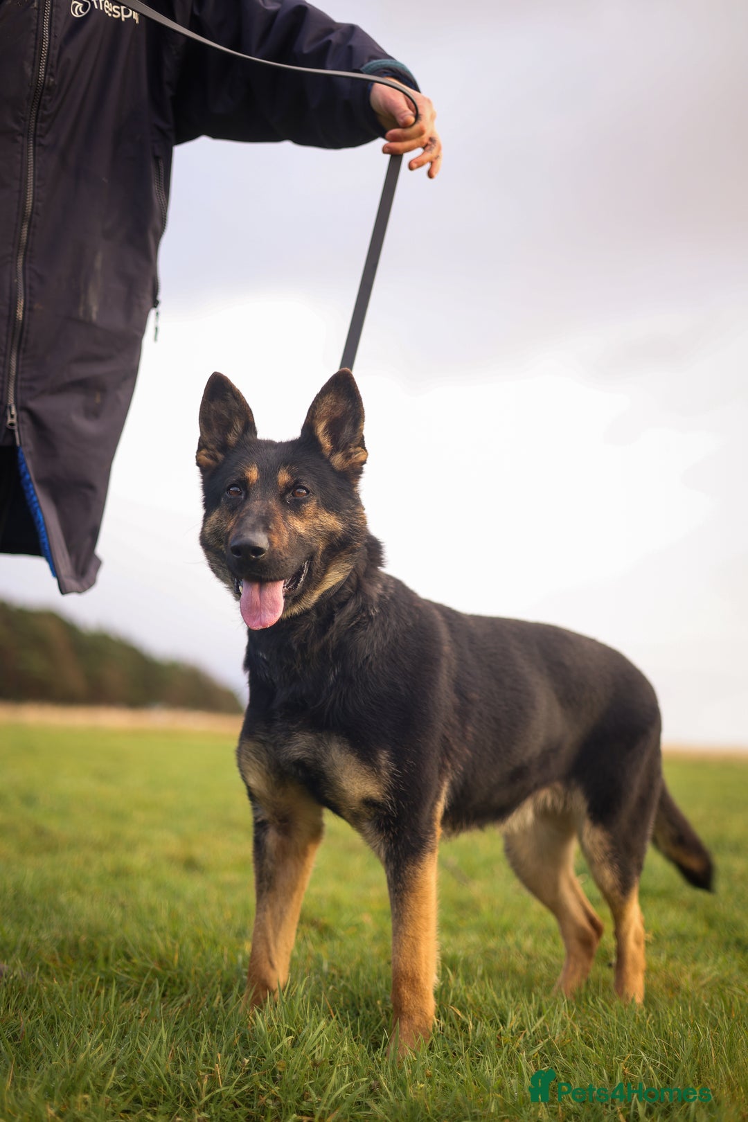 German Shepherd dogs for sale: health tested import female  - Image 1