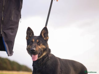 German Shepherd dogs - Advert 4