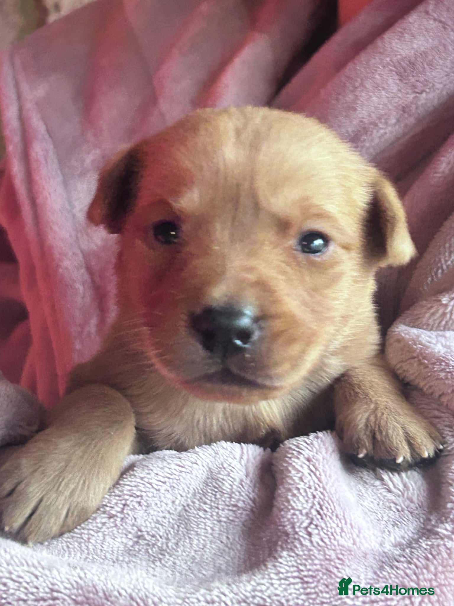 Labrador Retriever dogs Kc registered Labradors  - Advert 3