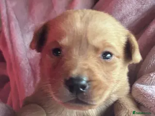 Labrador Retriever dogs Kc registered Labradors - Advert 3