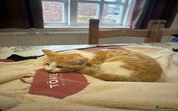 British Shorthair cats for sale: Male ginger and white kitten  - Image 6