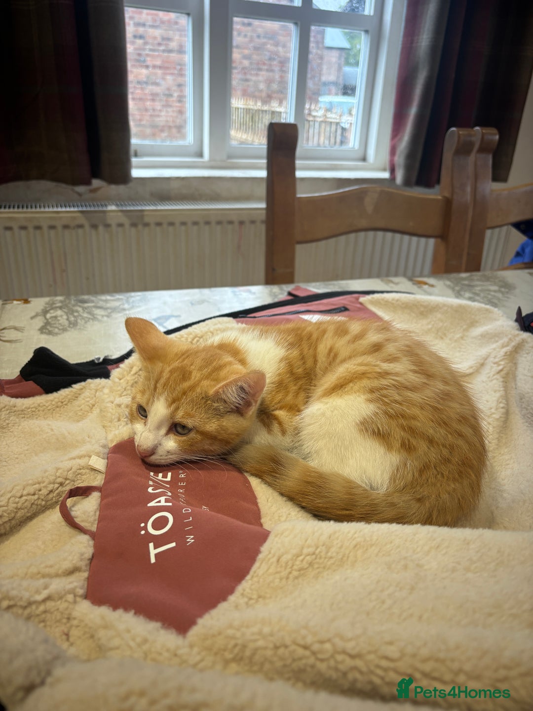 British Shorthair cats for sale: Male ginger and white kitten  - Image 6