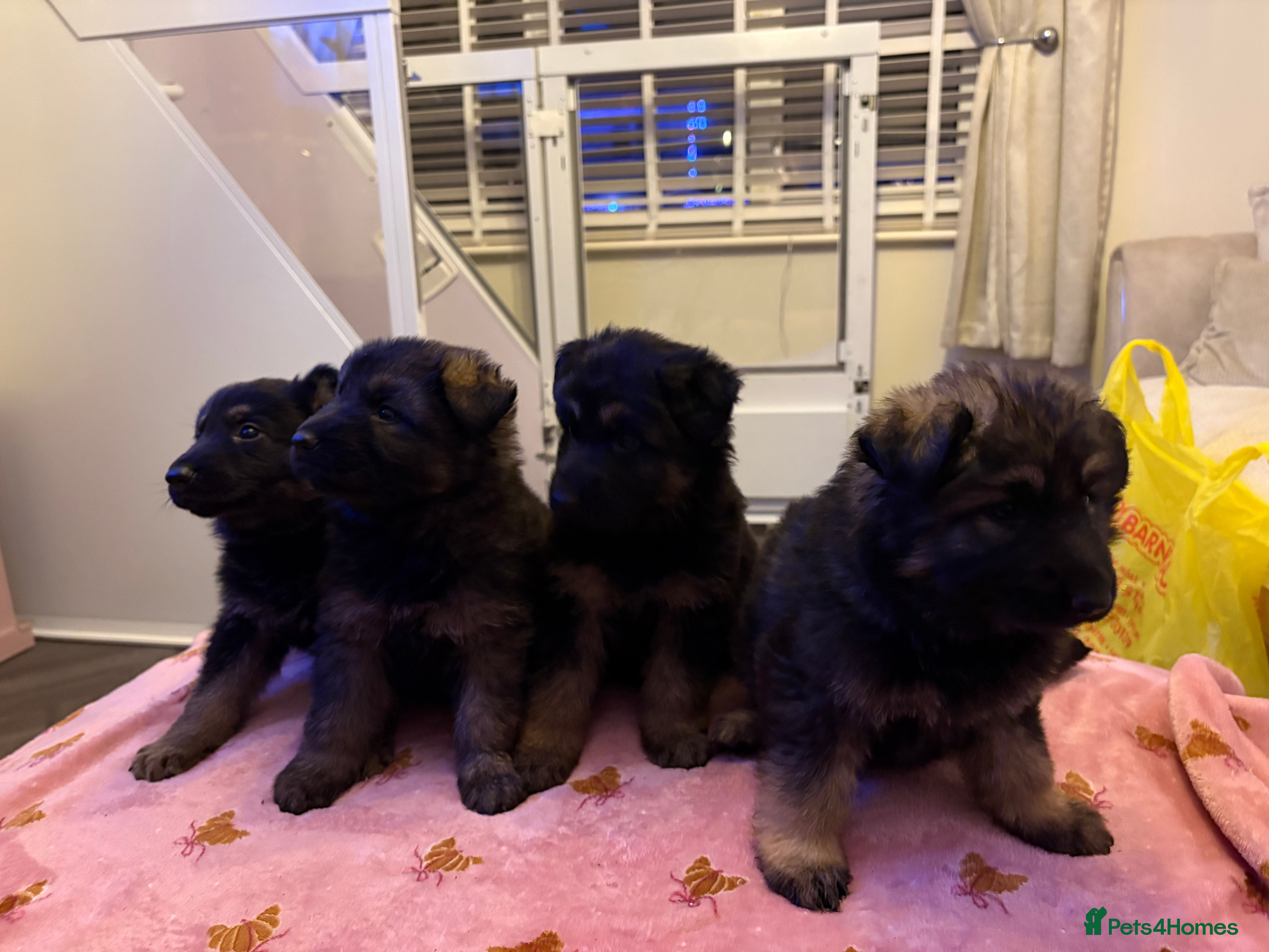 German Shepherd dogs Beautiful German shepherd Puppies - Advert 5