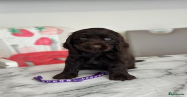 Cocker Spaniel dogs - Advert 12