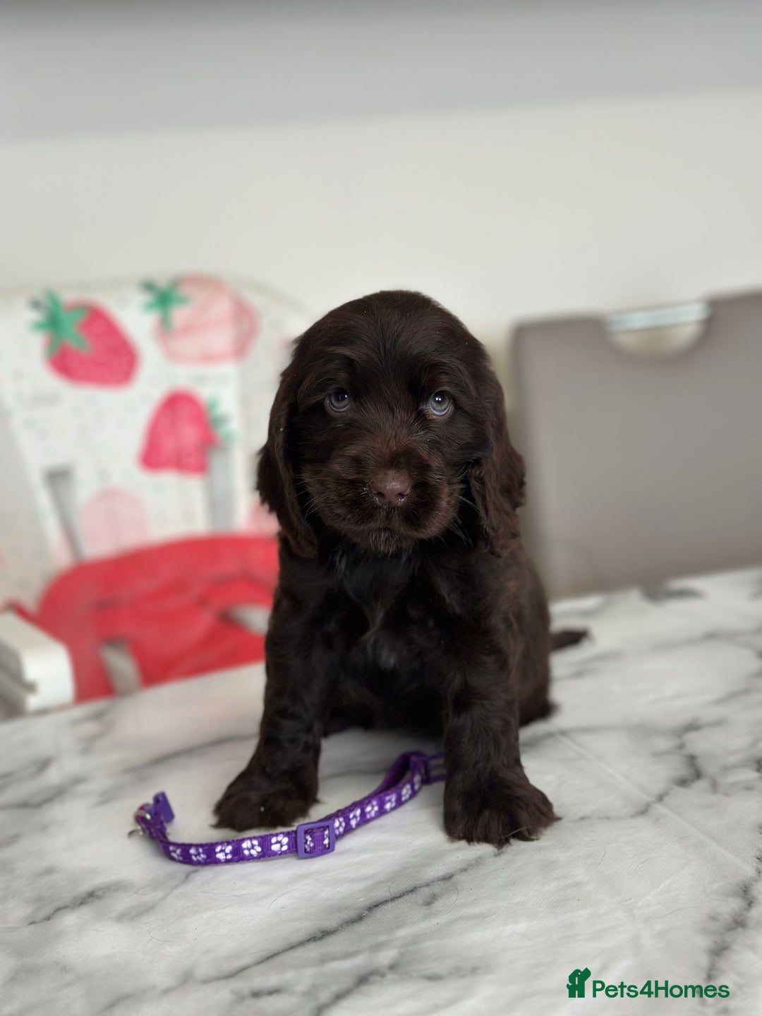 Cocker Spaniel dogs for sale: Full show line health tested cocker spaniel puppy - Image 3