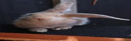 Continental Giant rabbits for sale: Continental Giants  - Advert 13