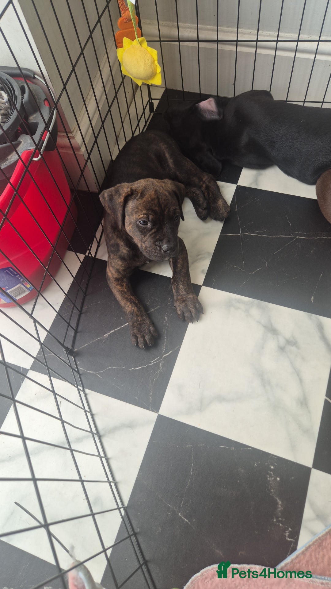 American Bully dogs for sale: American Bully Pups for sale - Image 19