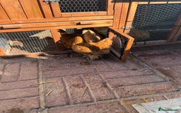 Chickens poultry for sale: Peckin bantams - Image 2