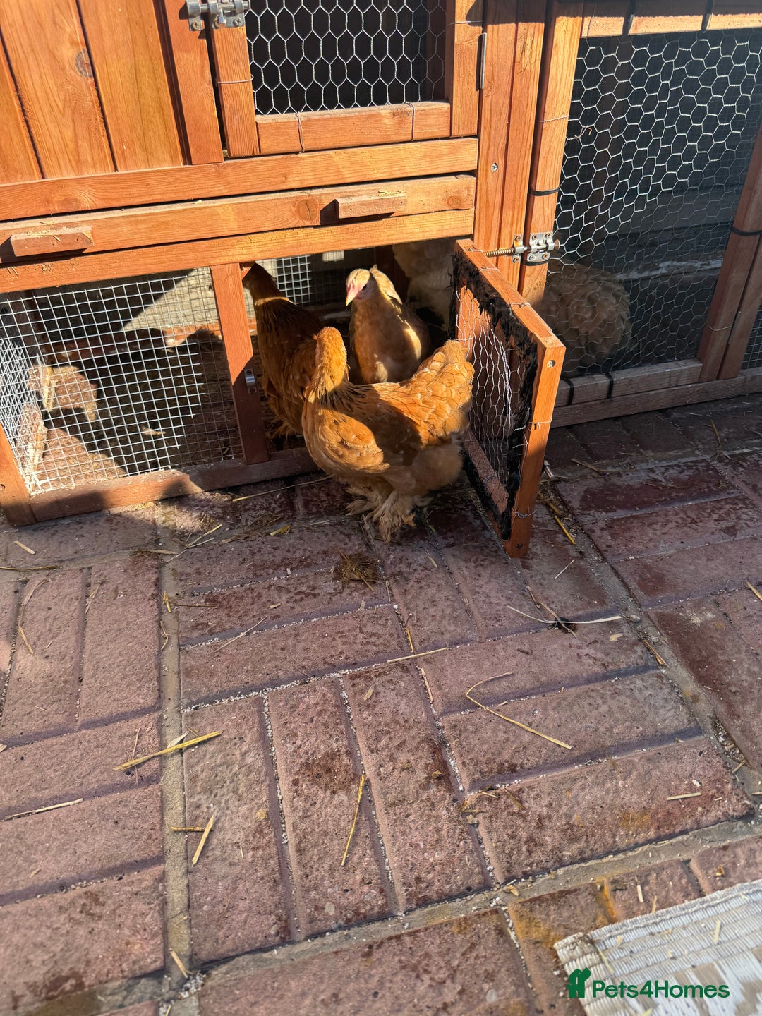 Chickens poultry for sale: Peckin bantams - Image 2