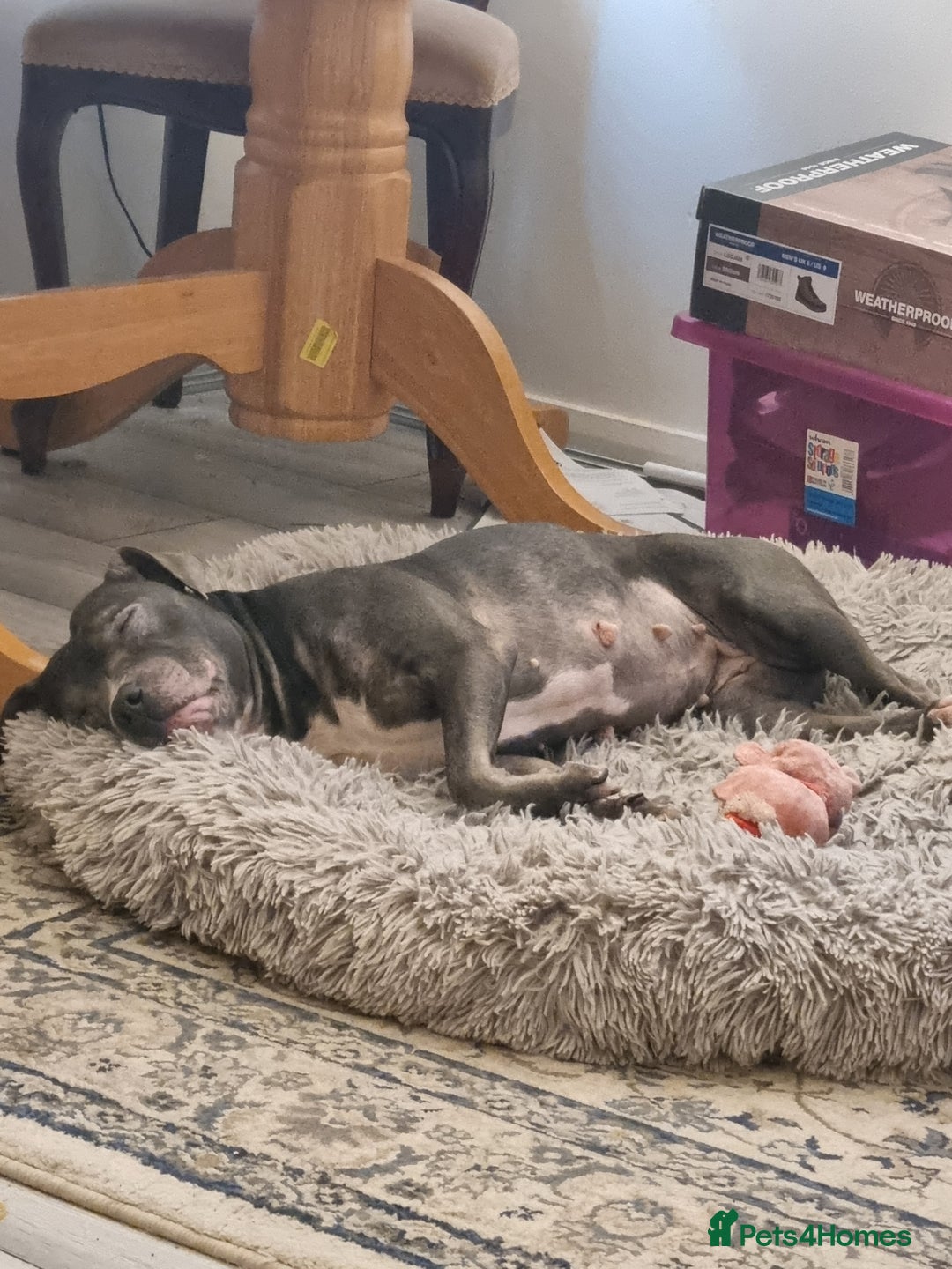 Staffordshire Bull Terrier dogs for sale: Blue Staffordshire bull terrier.  - Image 2