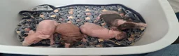 Guinea Pig rodents for sale: Female Skinny pigs  in Eastbourne - Advert 3
