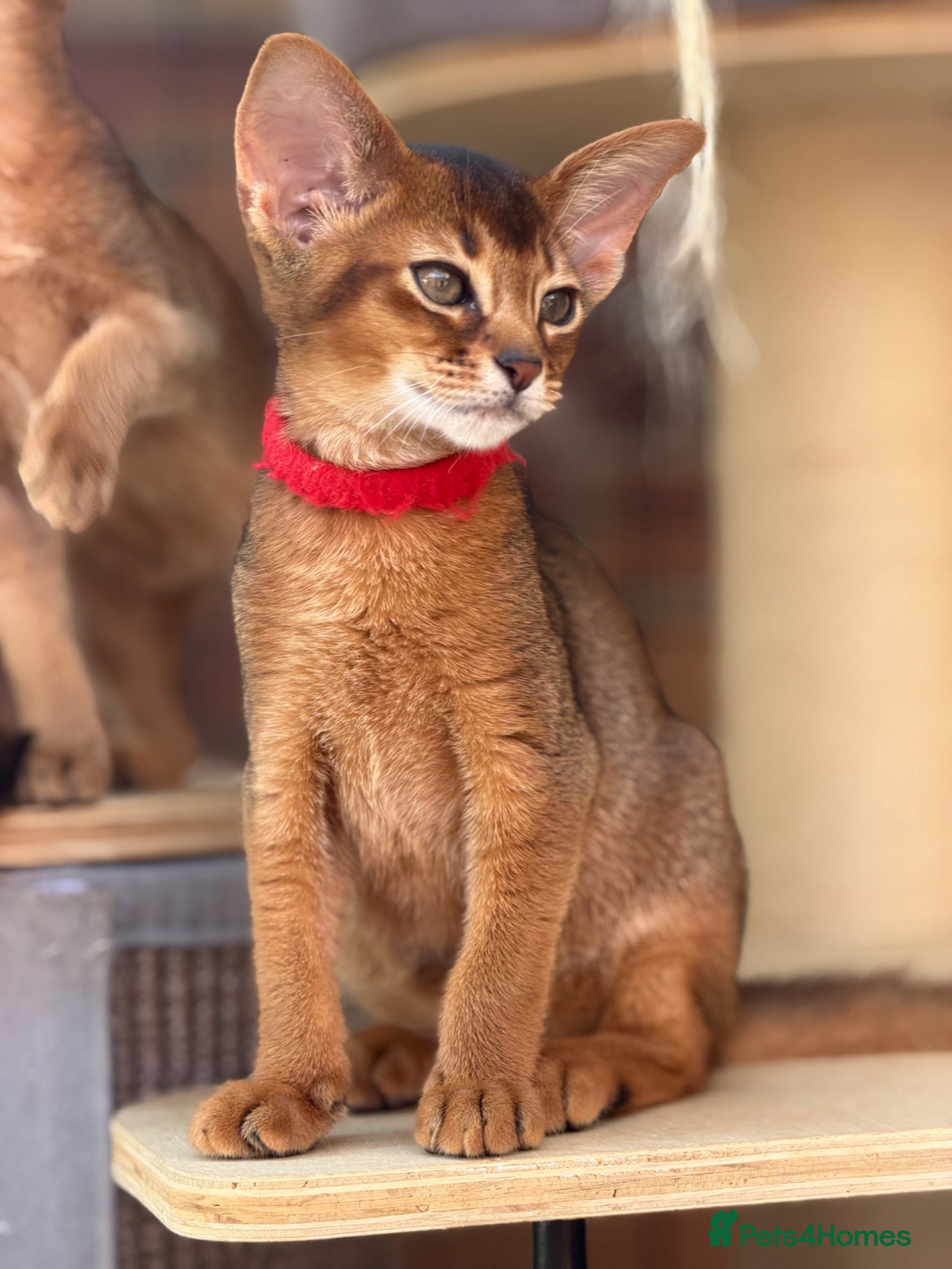 Abyssinian cats Pure breed Abyssinian kitten’s GCCF registered  - Advert 2