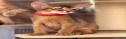 Abyssinian cats for sale: LAST 2 BOYS 💙😻Abyssinian kittens  - Advert 13
