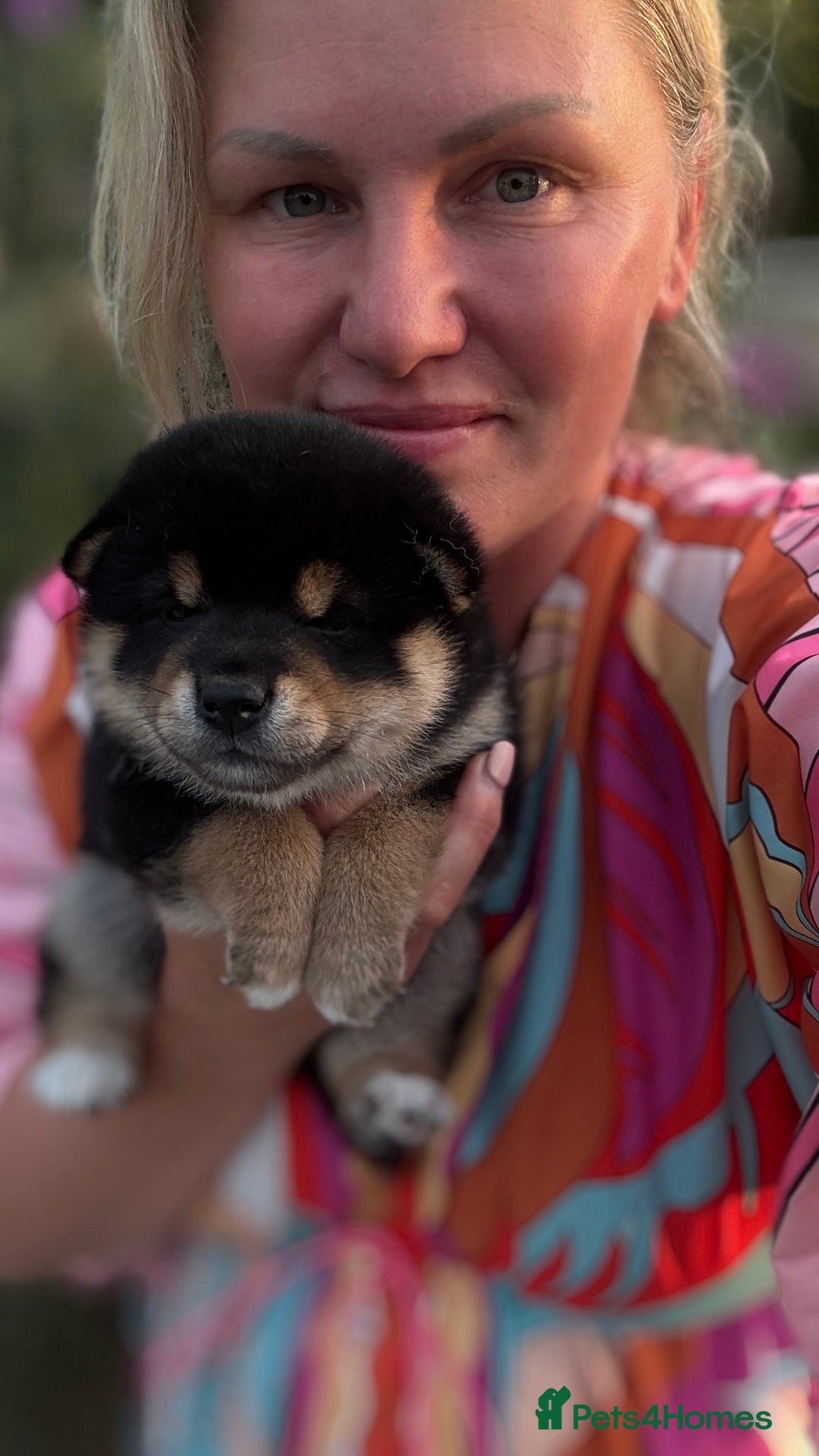 Japanese Shiba Inu dogs for sale: Shiba Inu Boy – Champion Crufts JP Heritage - Image 28