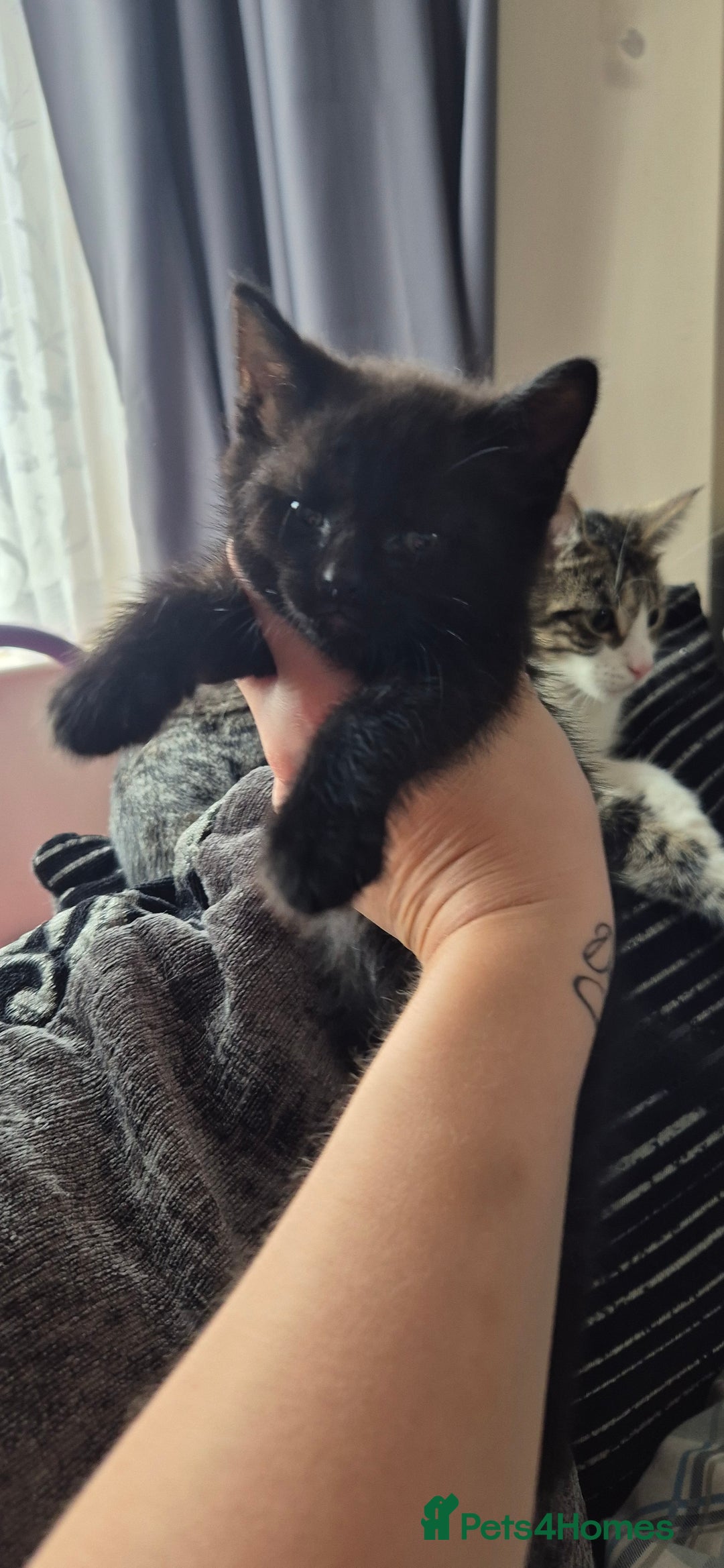 British Shorthair cats for sale: 4 gorgeous kittens for sale! - Image 5