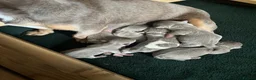 Jack Russell dogs for sale: Beautiful litter of lilac jack Russell’s  in Cardiff - Advert 4