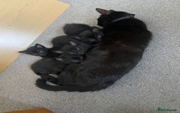 Russian Blue cats for sale: Russian blue cross bengal kittens - Image 1