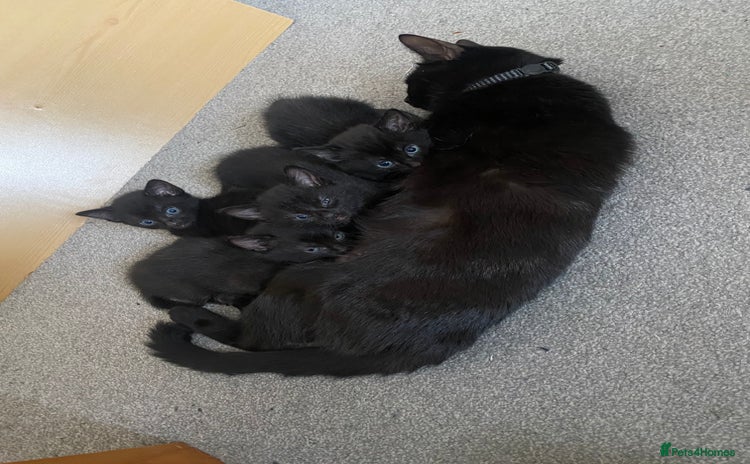 Russian Blue cats - Advert 3