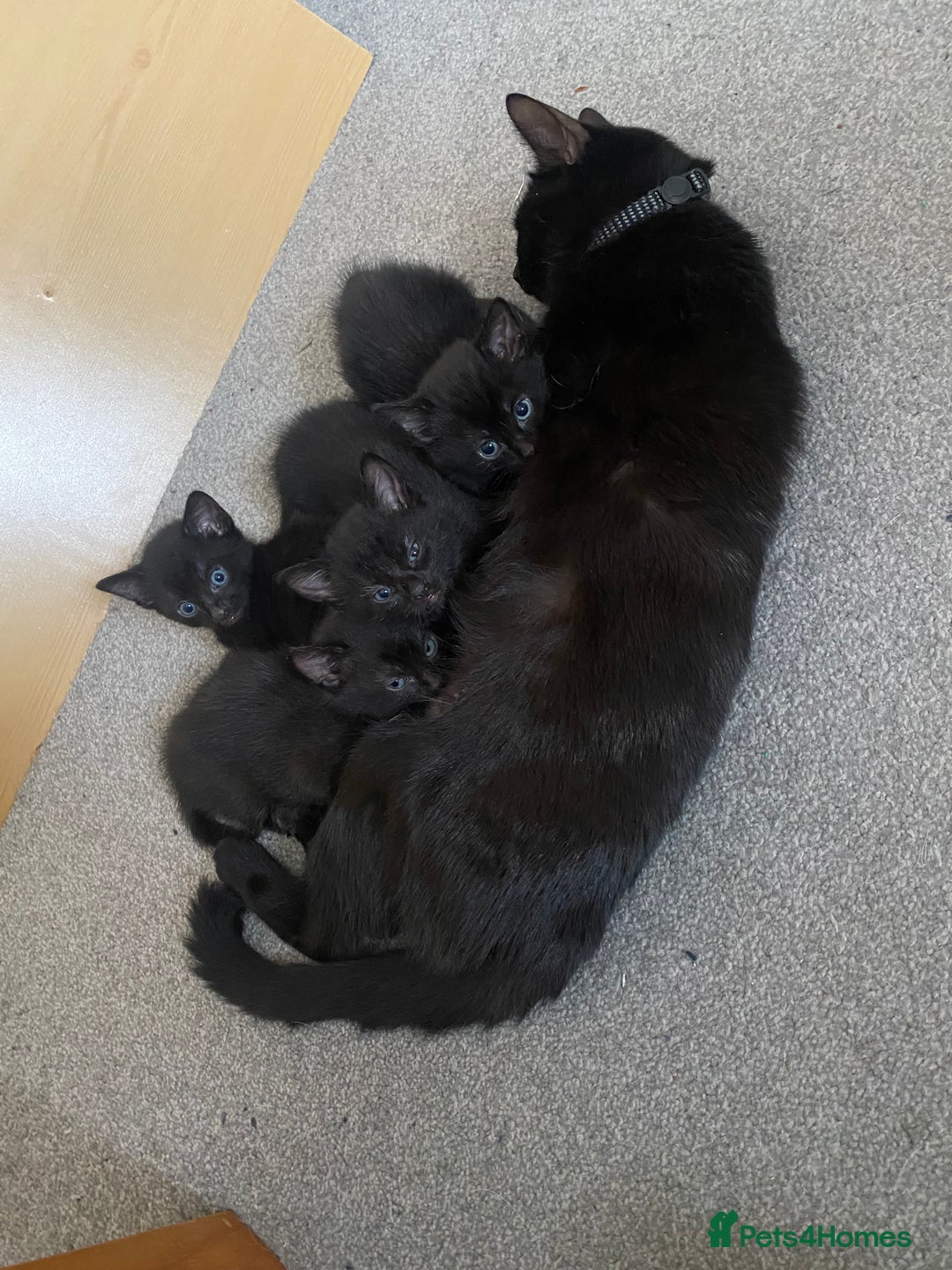 Russian Blue cats for sale: Russian blue cross bengal kittens - Image 1